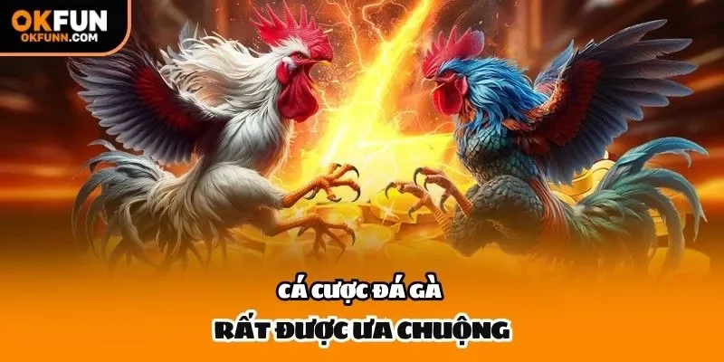 Cá cược đá gà rất được ưa chuộng