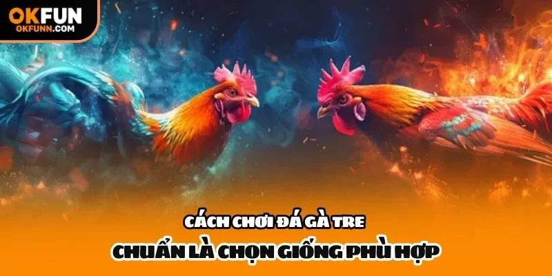Cách chơi đá gà tre chuẩn là chọn giống phù hợp