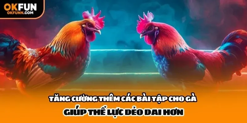 Tăng cường thêm các bài tập cho gà giúp thể lực dẻo dai hơn