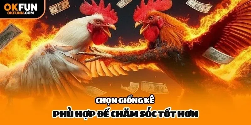 Chọn giống kê phù hợp để chăm sóc tốt hơn