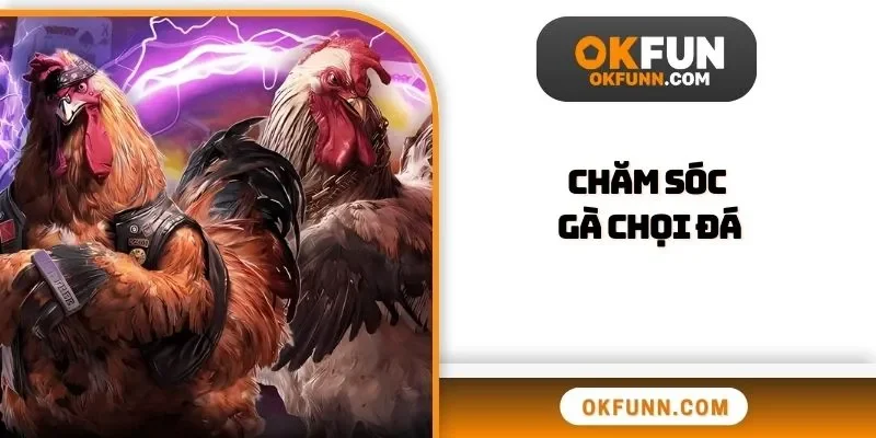 Chăm sóc gà chọi đá