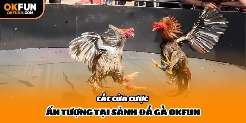 Các cửa cược ấn tượng tại sảnh đá gà OKFUN