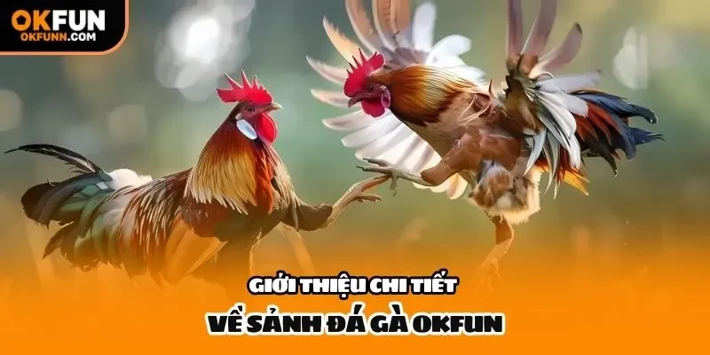 Giới thiệu chi tiết về sảnh đá gà OKFUN