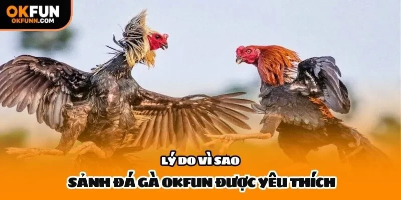 Lý do vì sao sảnh đá gà OKFUN được yêu thích