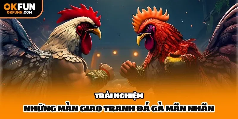 Trải nghiệm những màn giao tranh đá gà mãn nhãn